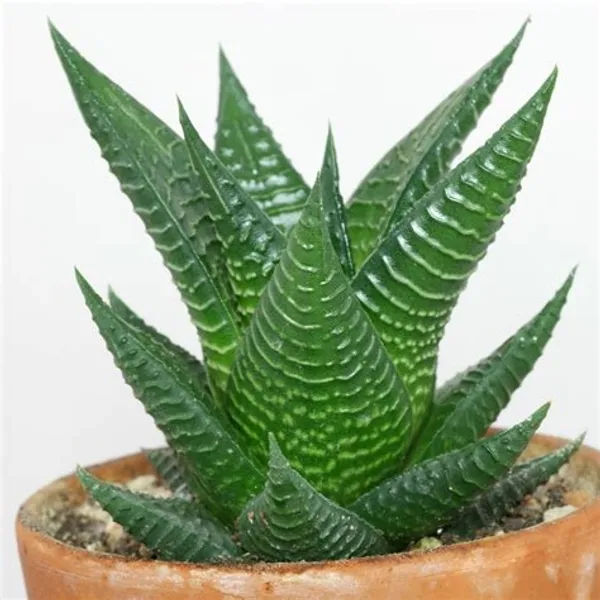 Haworthia_Limifolia